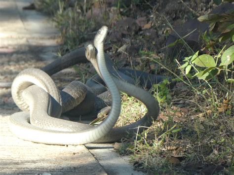 black mamba fight.